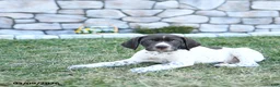 German Shorthaired Pointer dogs for sale: Rocco - Ad 4