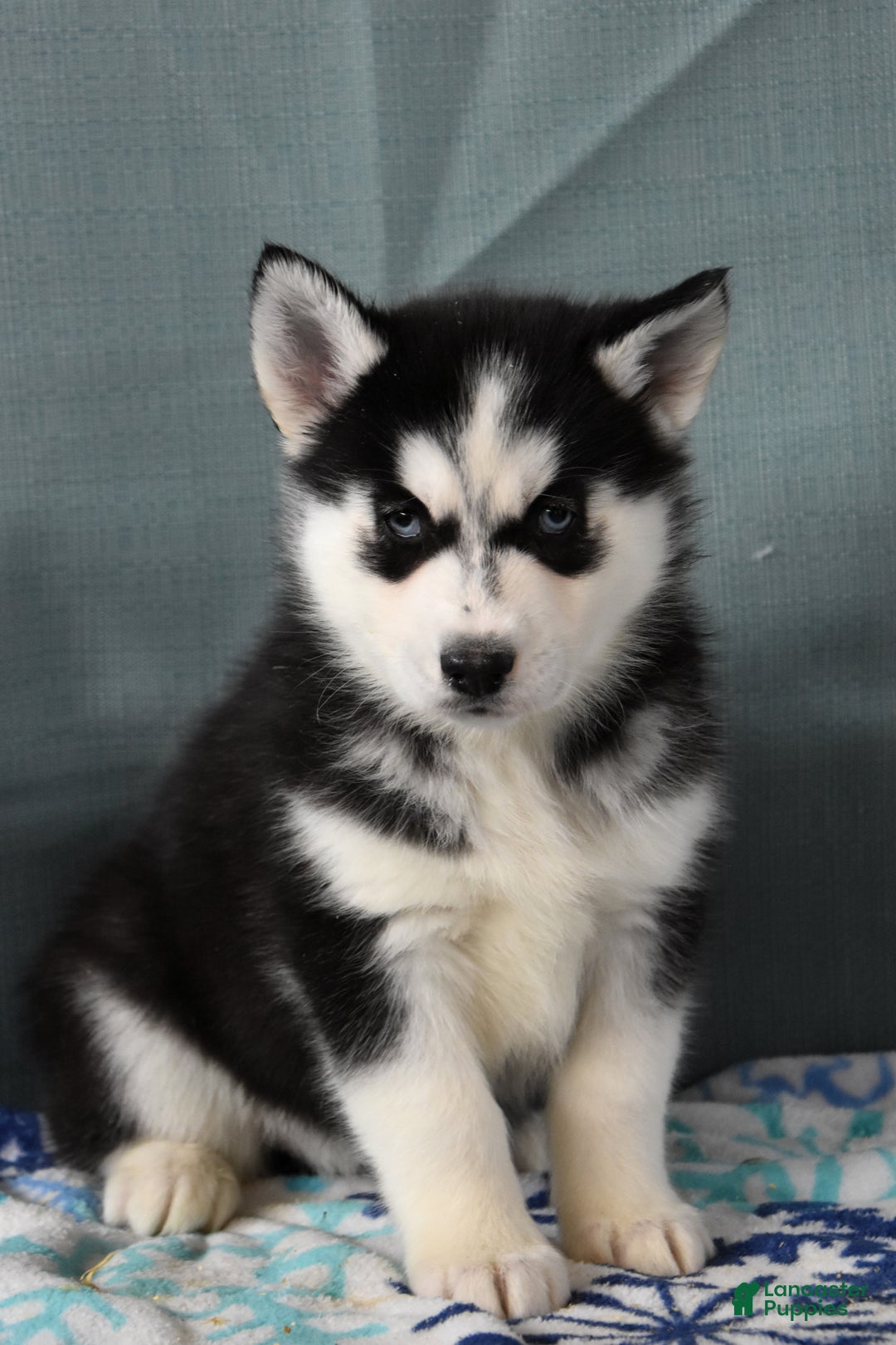 Siberian Husky dogs for sale: Tanza - Ad 1