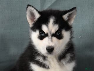 Siberian Husky dogs Tanza - Ad 21