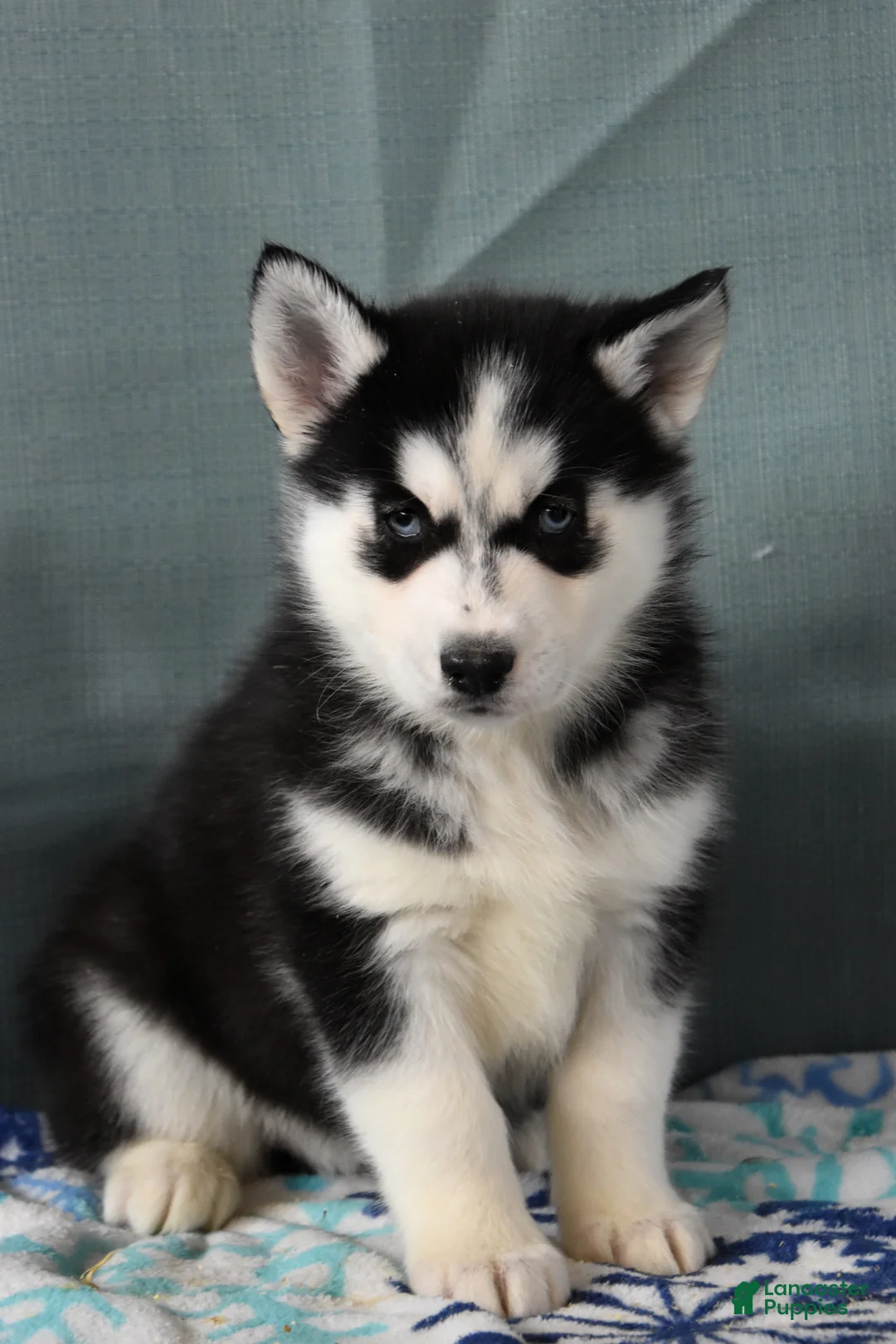 Siberian Husky dogs for sale: Tanza - Ad 1