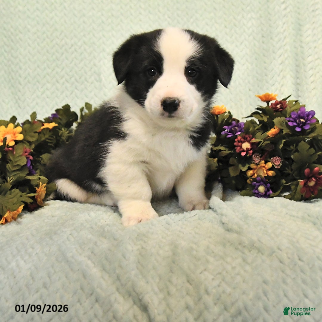 Mixed Breed dogs for sale: Jake - Ad 1