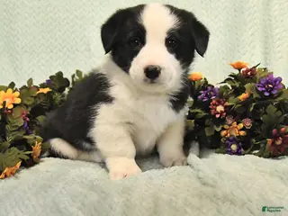 Mixed Breed dogs Jake - Ad 9