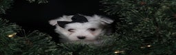Maltese dogs for sale: ARCHIE - Ad 13