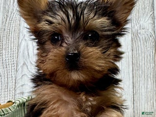 Yorkiepoo dogs Titan - Ad 35