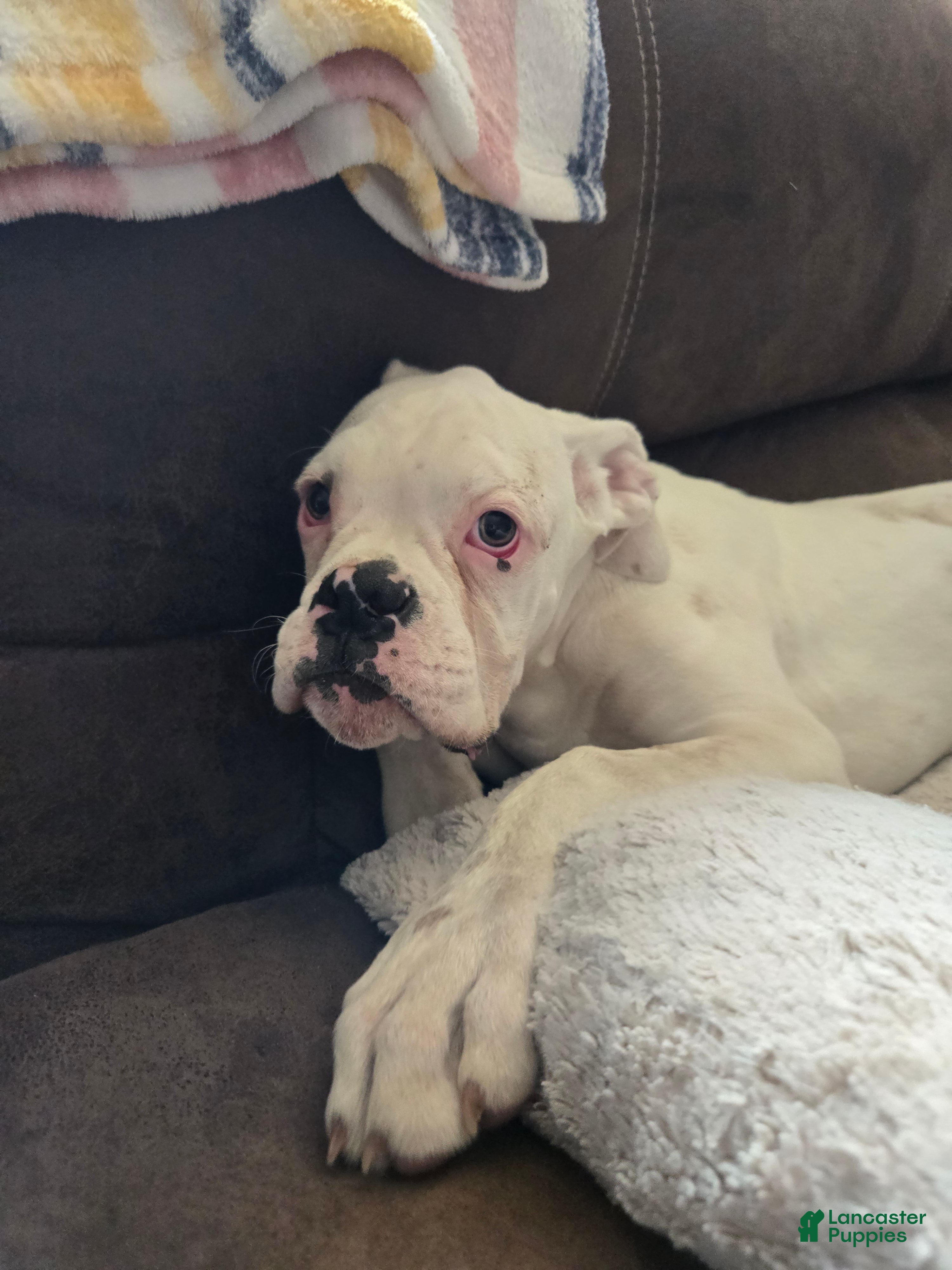 Boxer dogs Pete - Ad 2