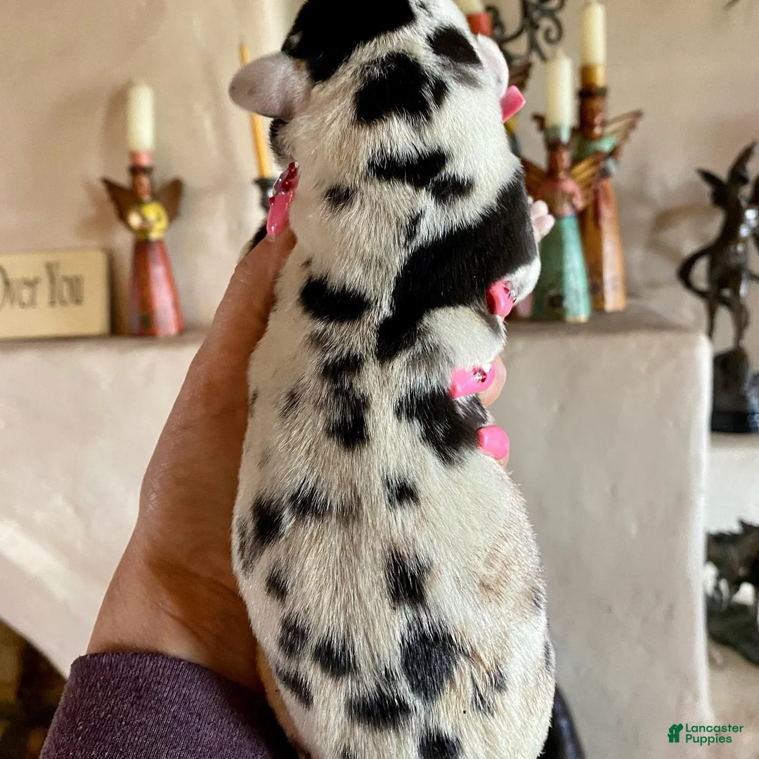 Great Dane dogs for sale: Osbidian Wildfire Ignis - Ad 2