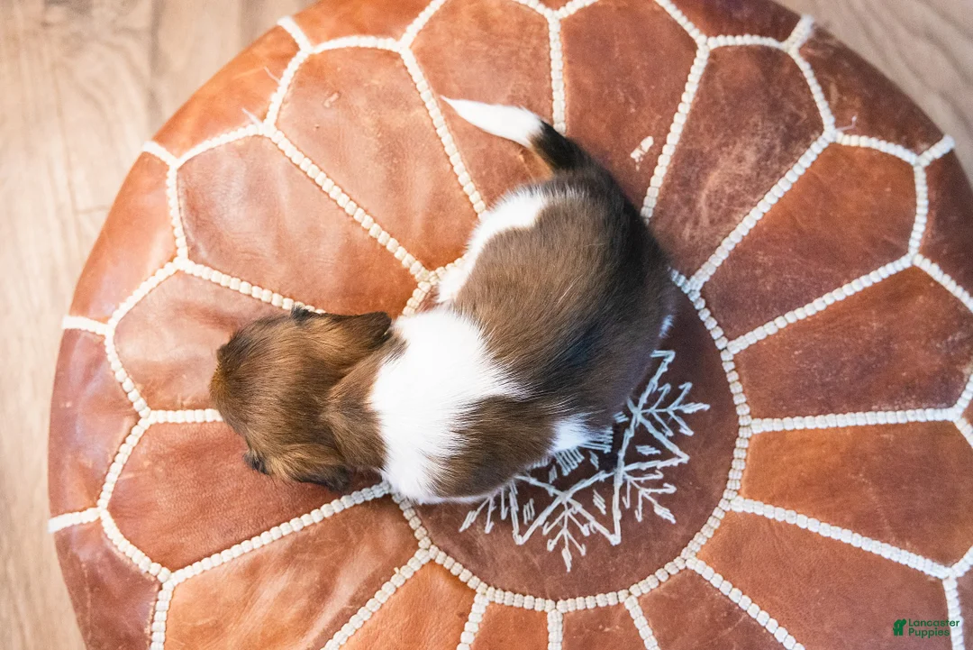 Miniature Dachshund dogs for sale: Bratwurst McSniffington - Ad 8