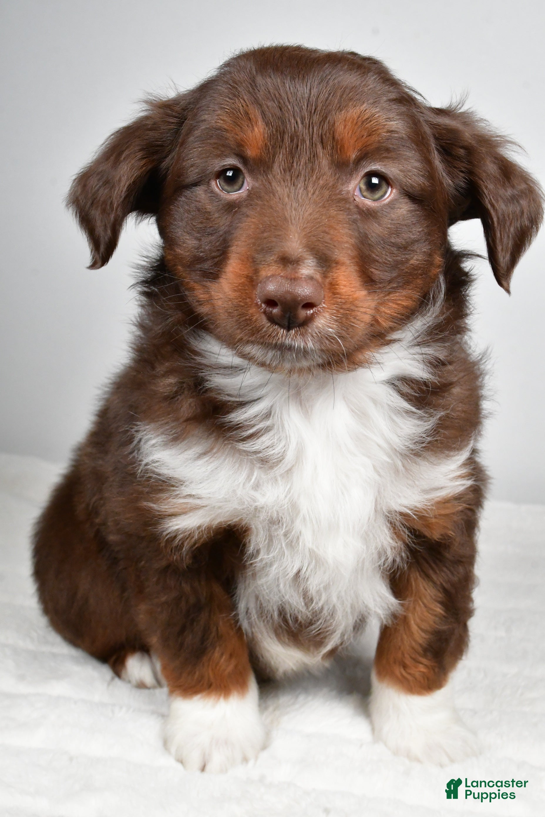 Miniature Australian Shepherd dogs Ronnie - Ad 40