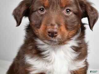 Miniature Australian Shepherd dogs Ronnie - Ad 20