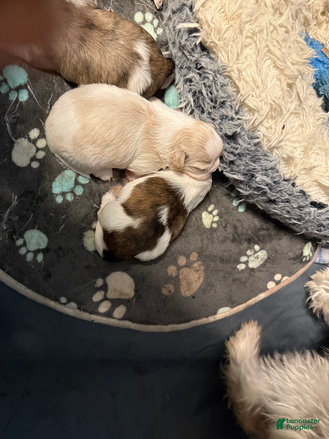 Shih Tzu dogs for sale: Shih Tzu Puppy 3 - Ad 4
