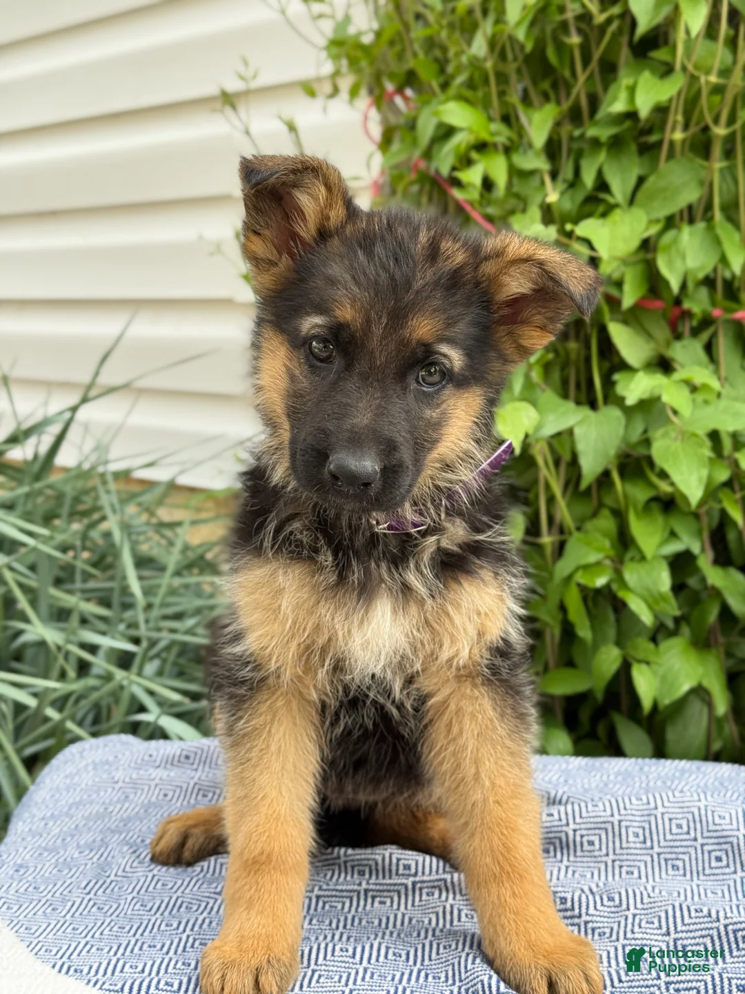 German Shepherd dogs for sale: Greta - Ad 1