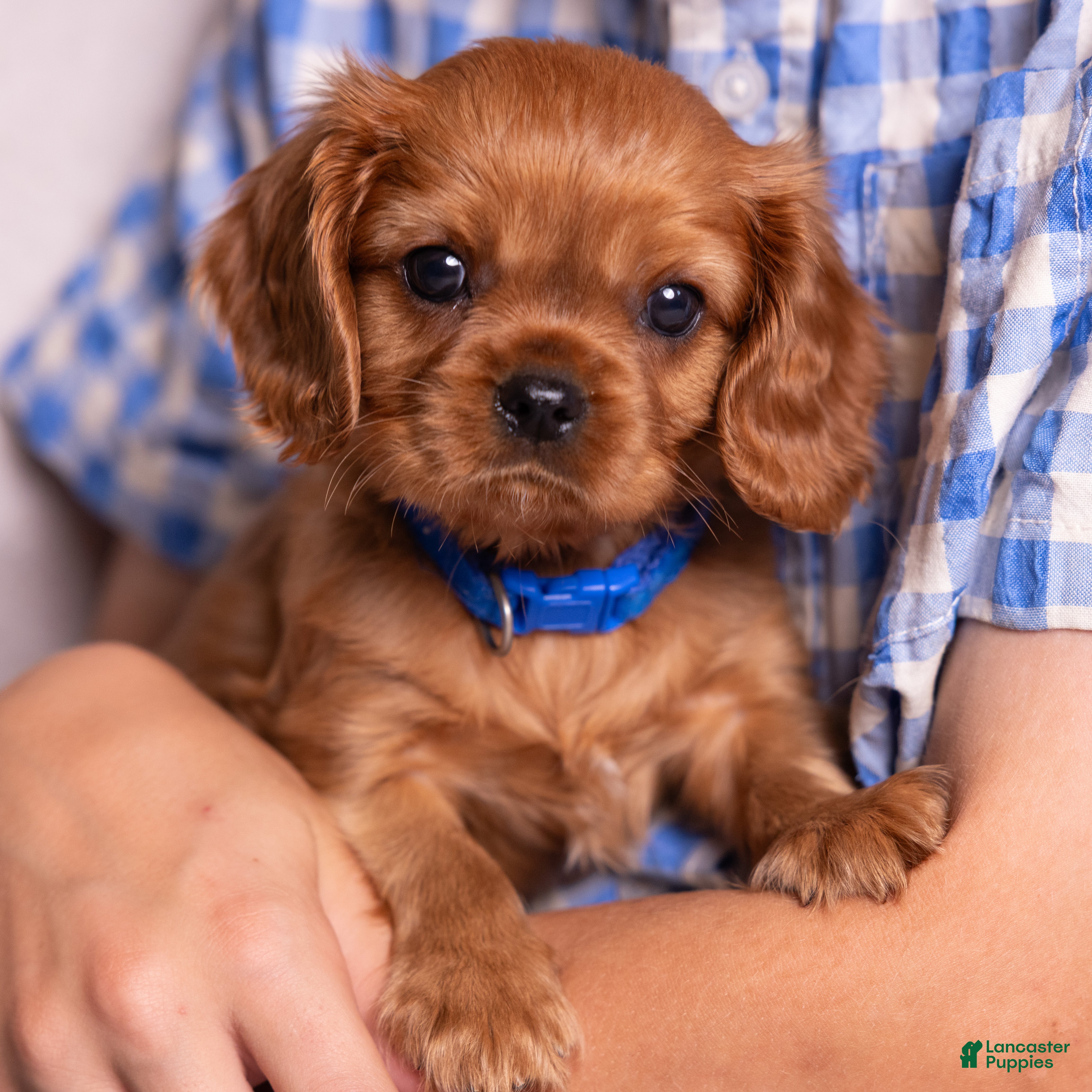 Cavalier King Charles Spaniel dogs Neil - Ad 1