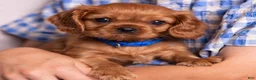 Cavalier King Charles Spaniel dogs for sale: Neil - Ad 7