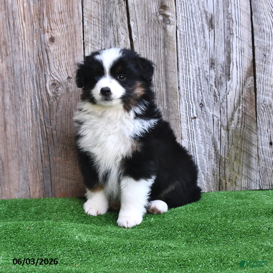 Miniature Australian Shepherd dogs for sale: Rambo - Ad 4