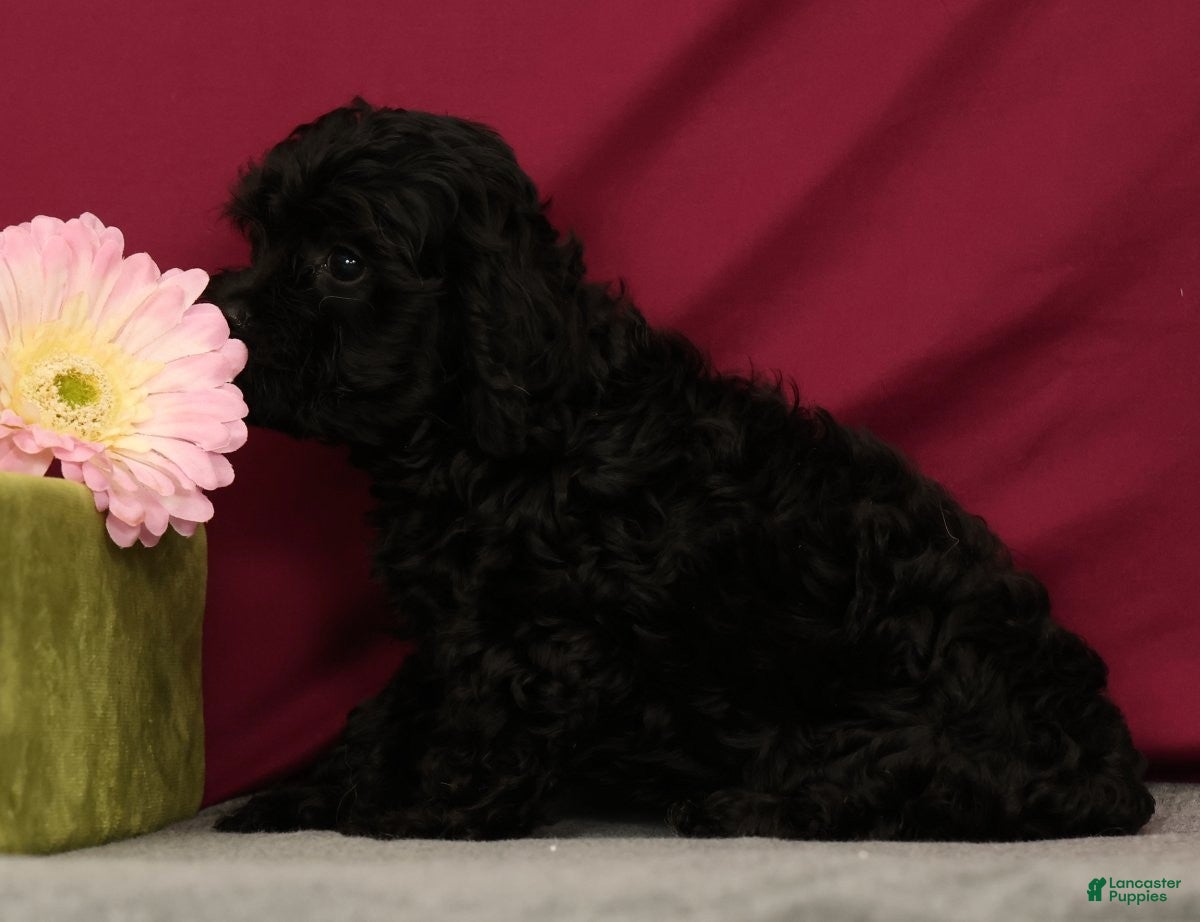Cavapoo dogs Sunshine - Ad 2