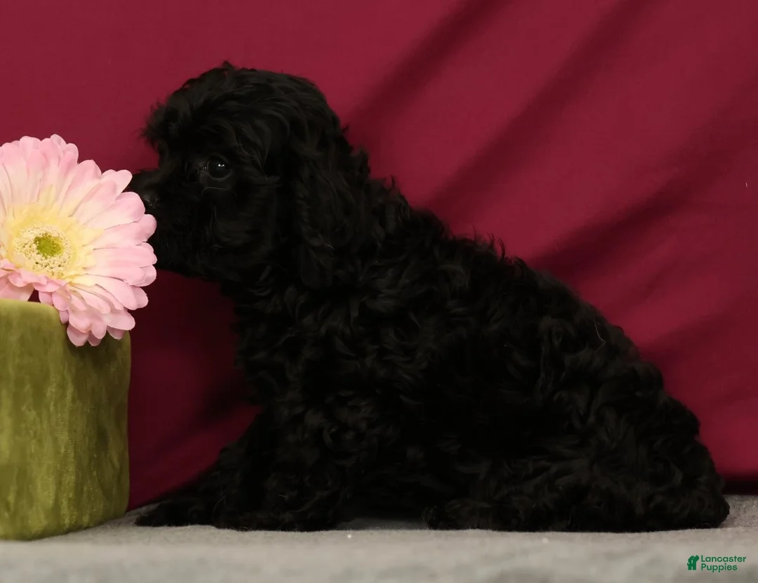 Cavapoo dogs for sale: Sunshine - Ad 2