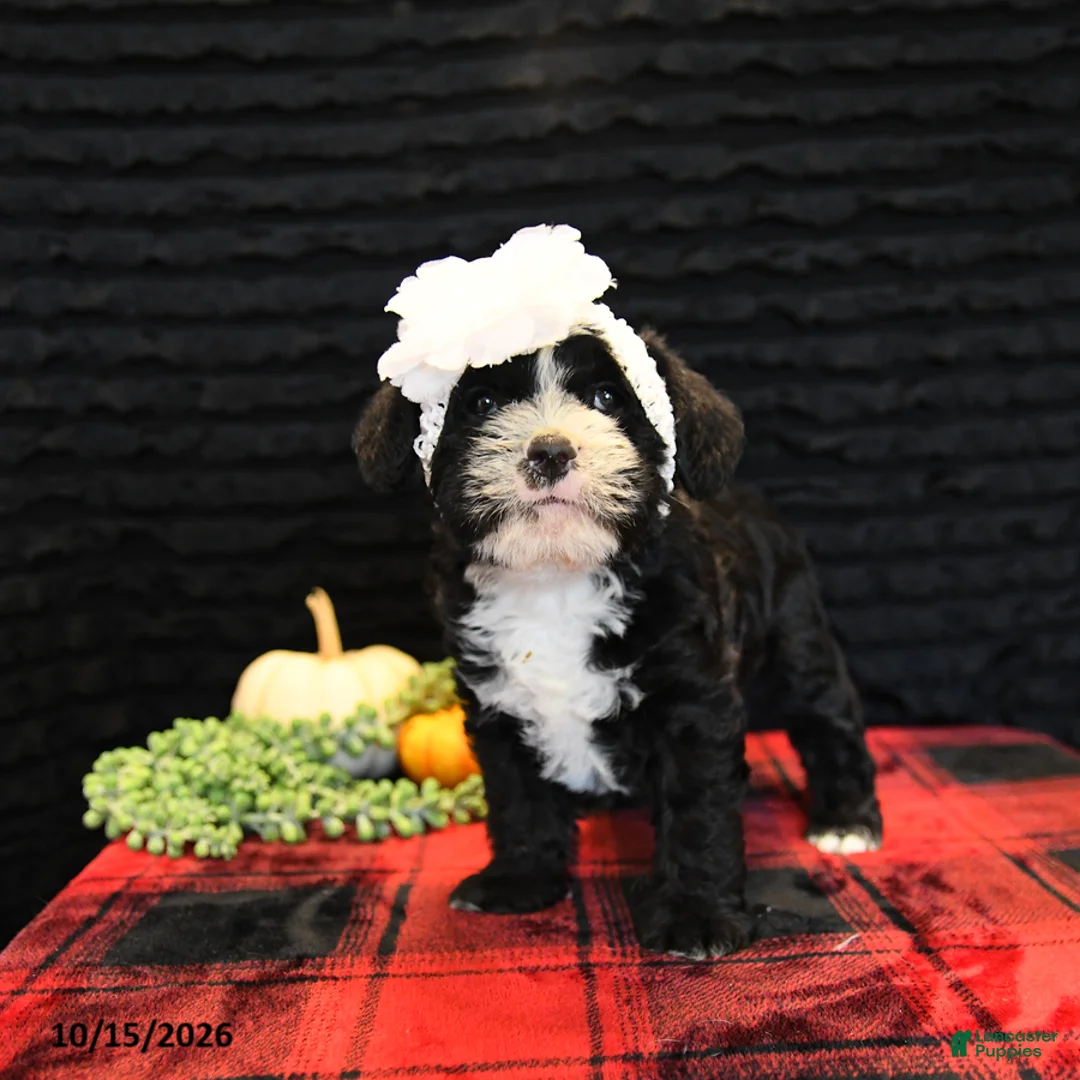 Mixed Breed dogs for sale: Elsa - Ad 1