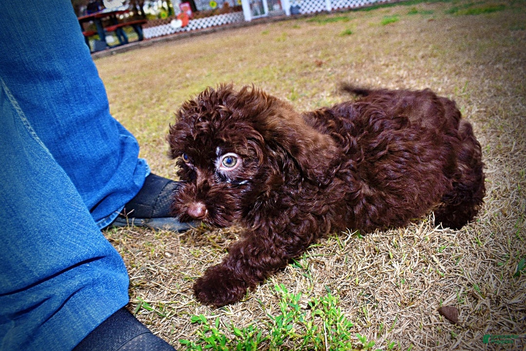 Havapoo dogs for sale: Lady - Ad 15