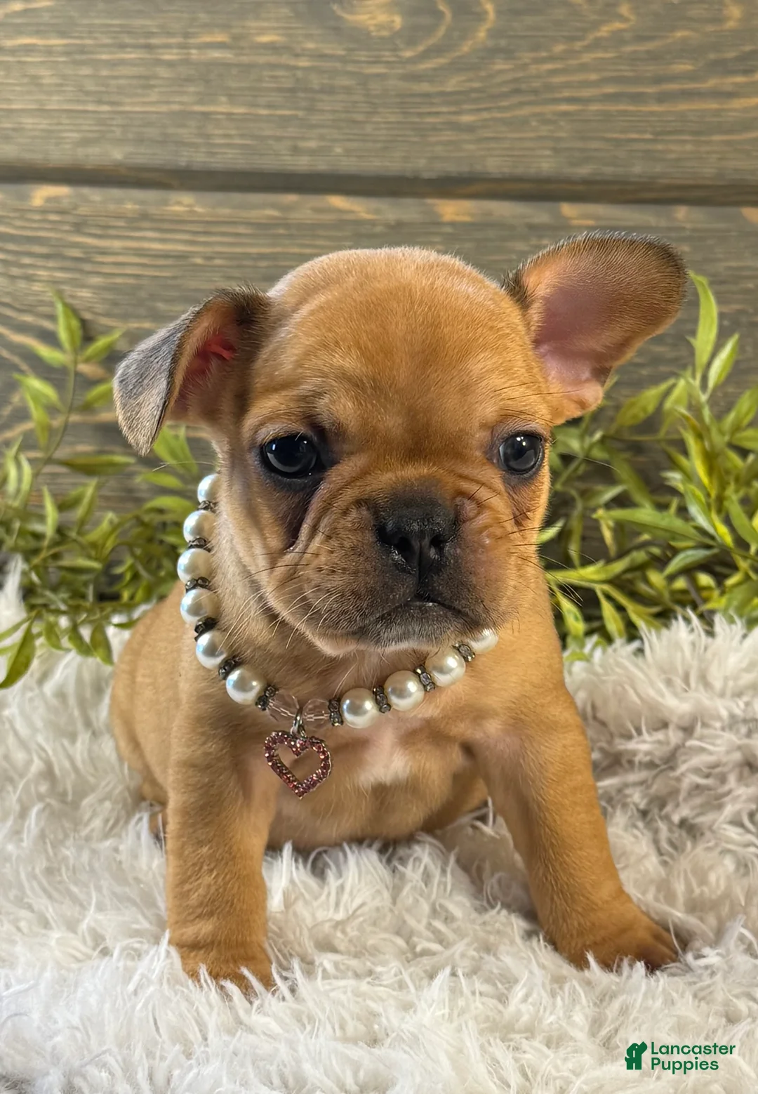 French Bulldog dogs for sale: Liberty  - Ad 1