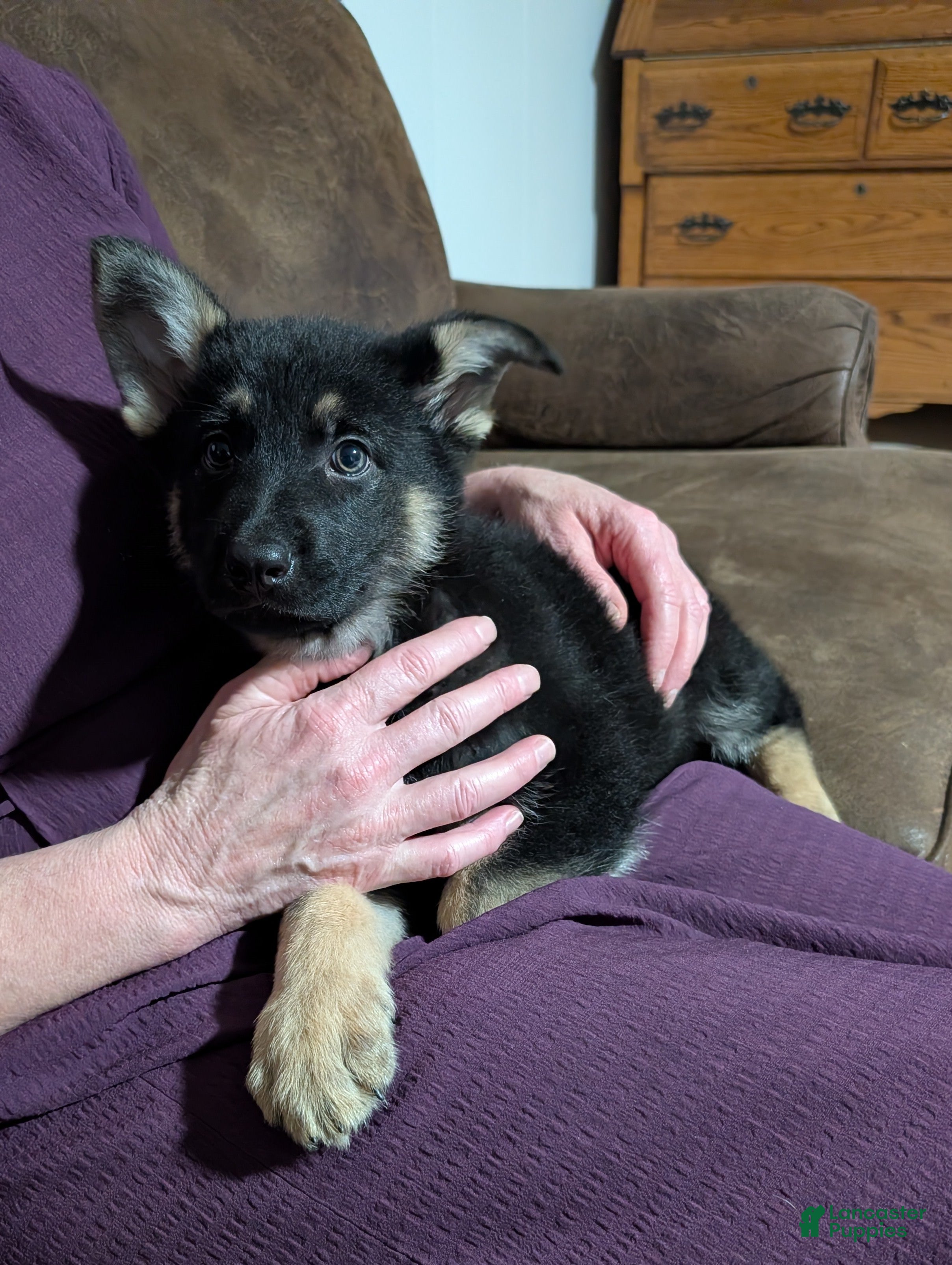 German Shepherd dogs Issie - Ad 2