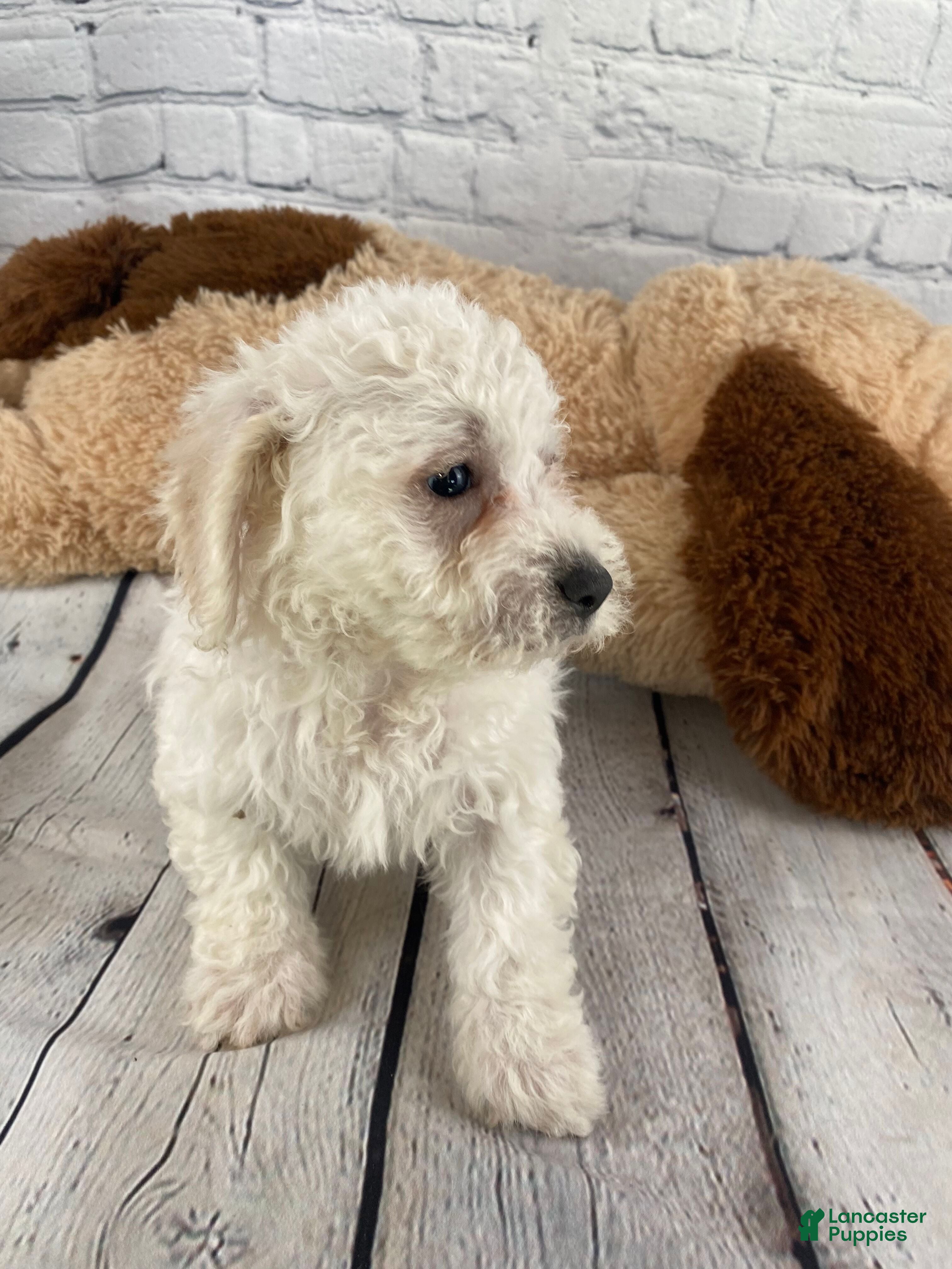 Bichon Frise dogs Harper - Ad 2