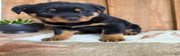 Rottweiler dogs for sale: Luke - Ad 7