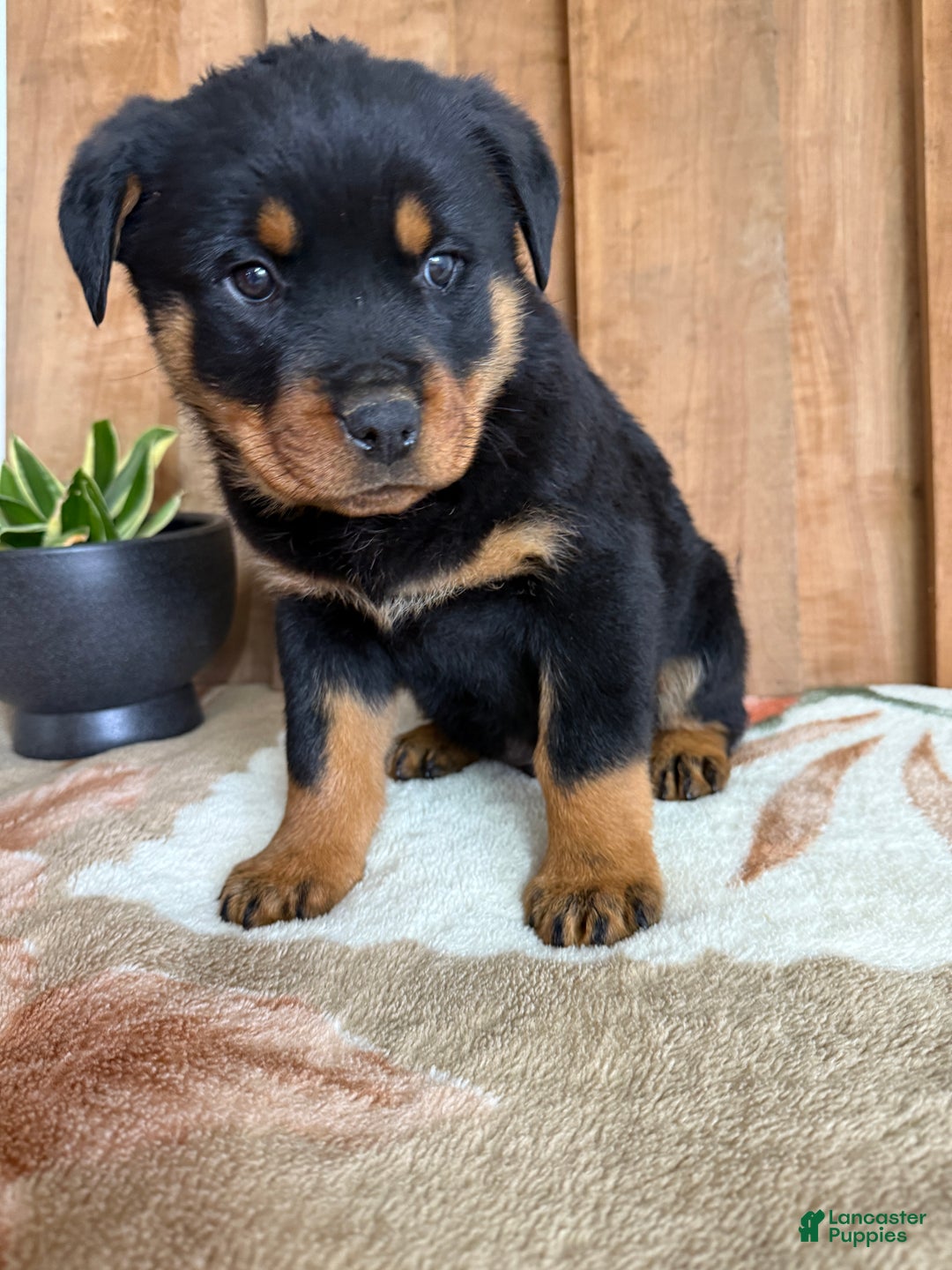 Rottweiler dogs for sale: Luke - Ad 7