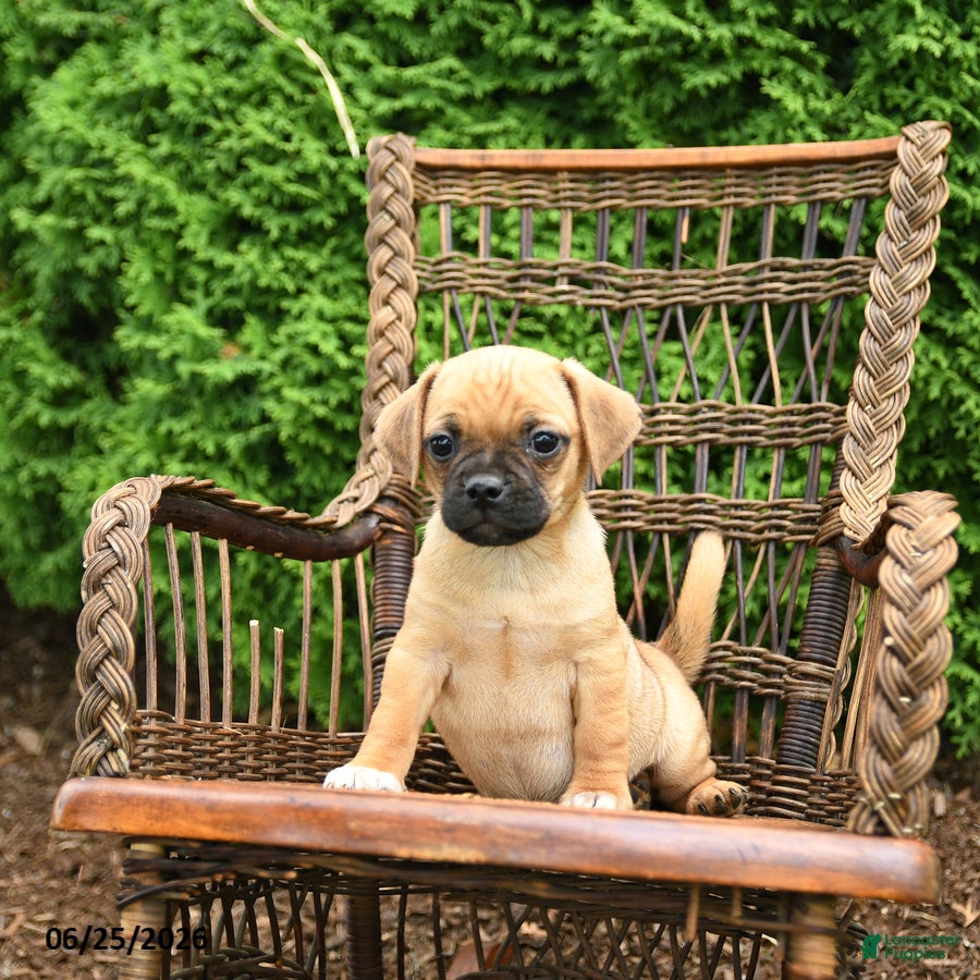 Jug dogs Kona - Ad 2