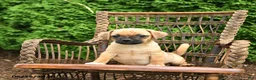 Jug dogs for sale: Kona - Ad 2