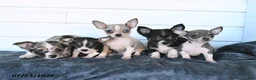 Chihuahua dogs for sale: Sage - Ad 3