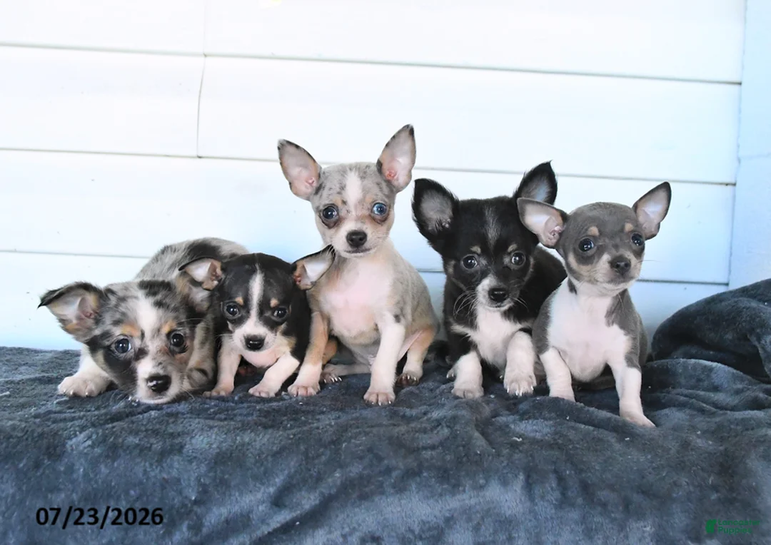 Chihuahua dogs for sale: Sage - Ad 3