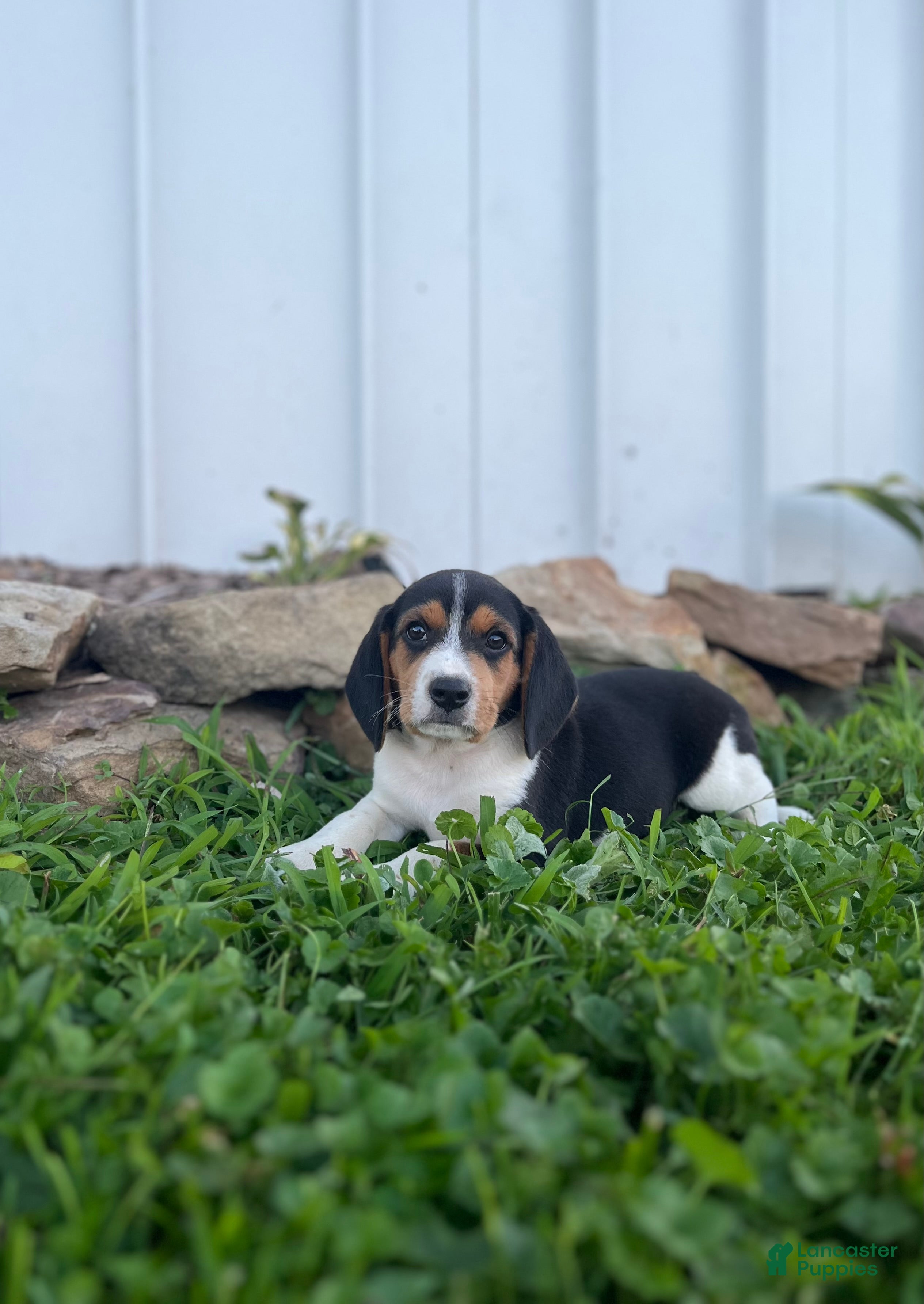 Beagle dogs Beagle 1 - Ad 8