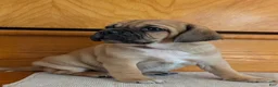 Puggle dogs for sale: Chance  - Ad 4
