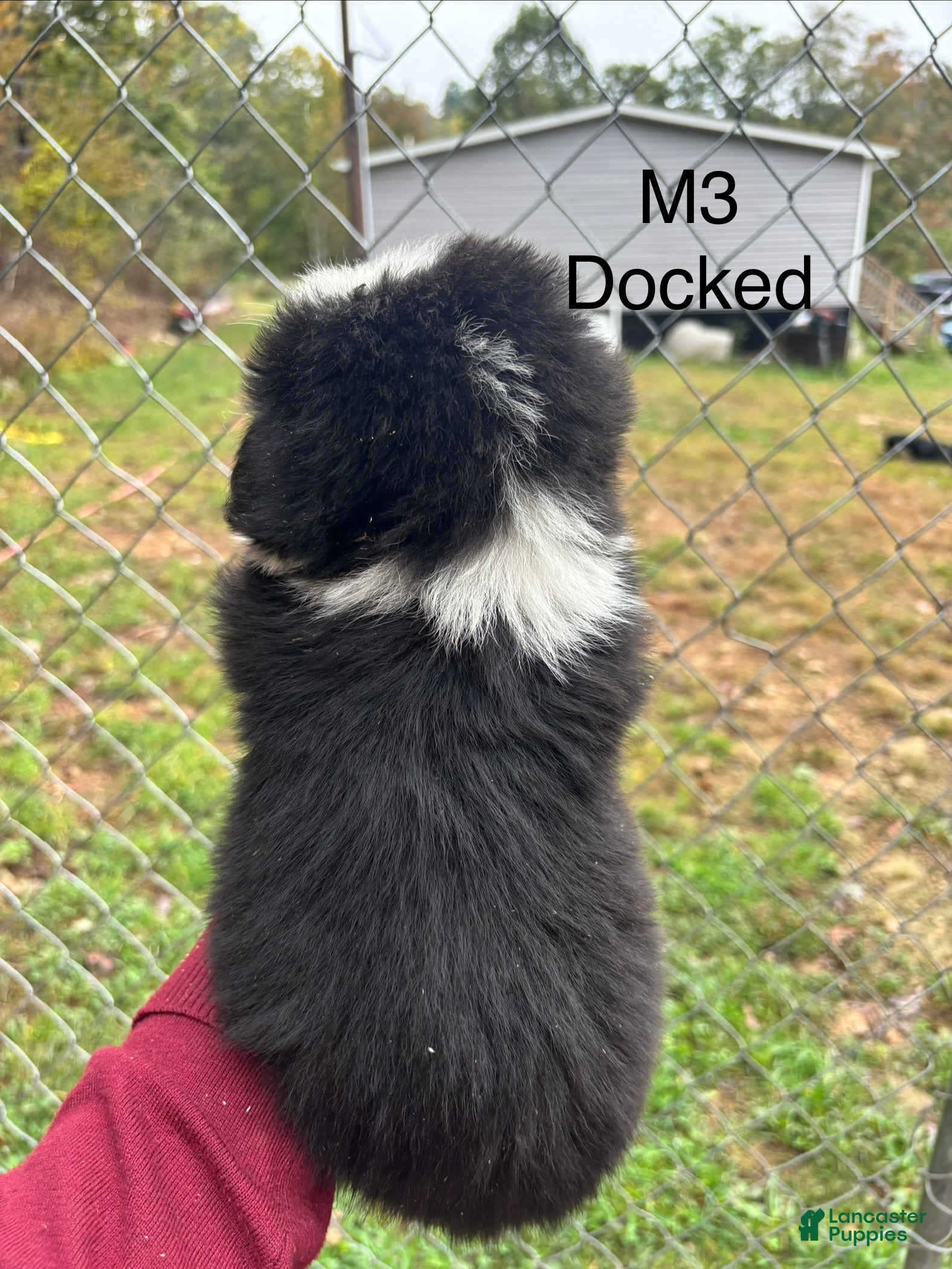 Mixed Breed dogs Mixed Breed 3 - Ad 2