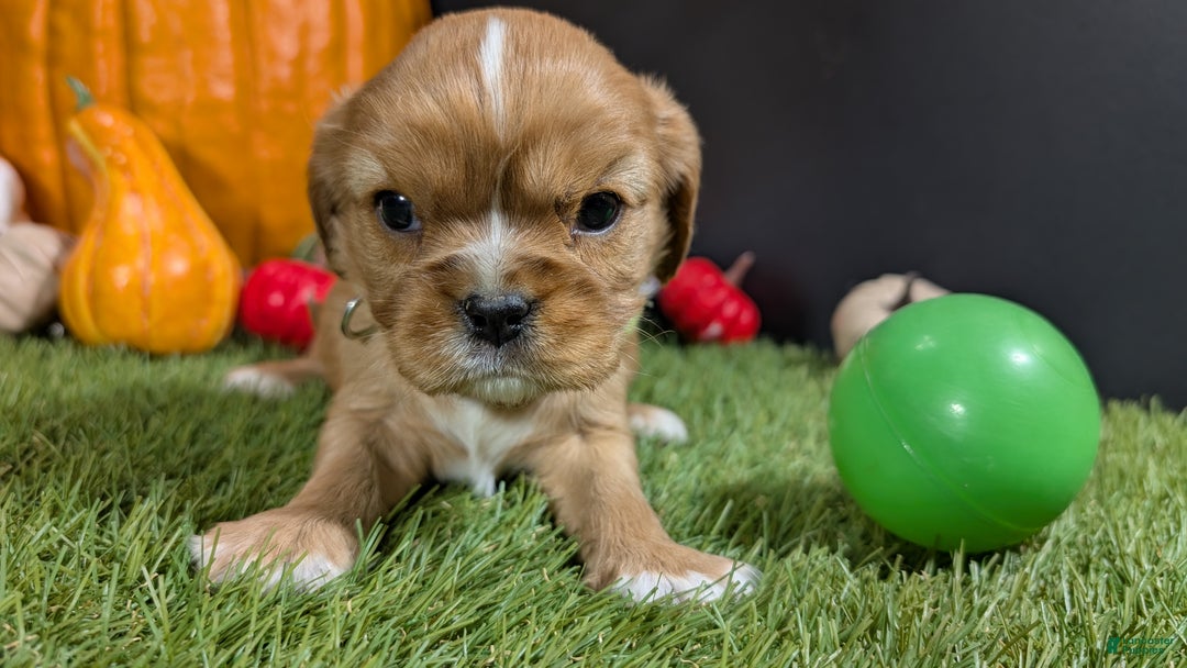 Cavalier King Charles Spaniel dogs for sale: Cavalier King Charles Spaniel Puppy 2 - Ad 2