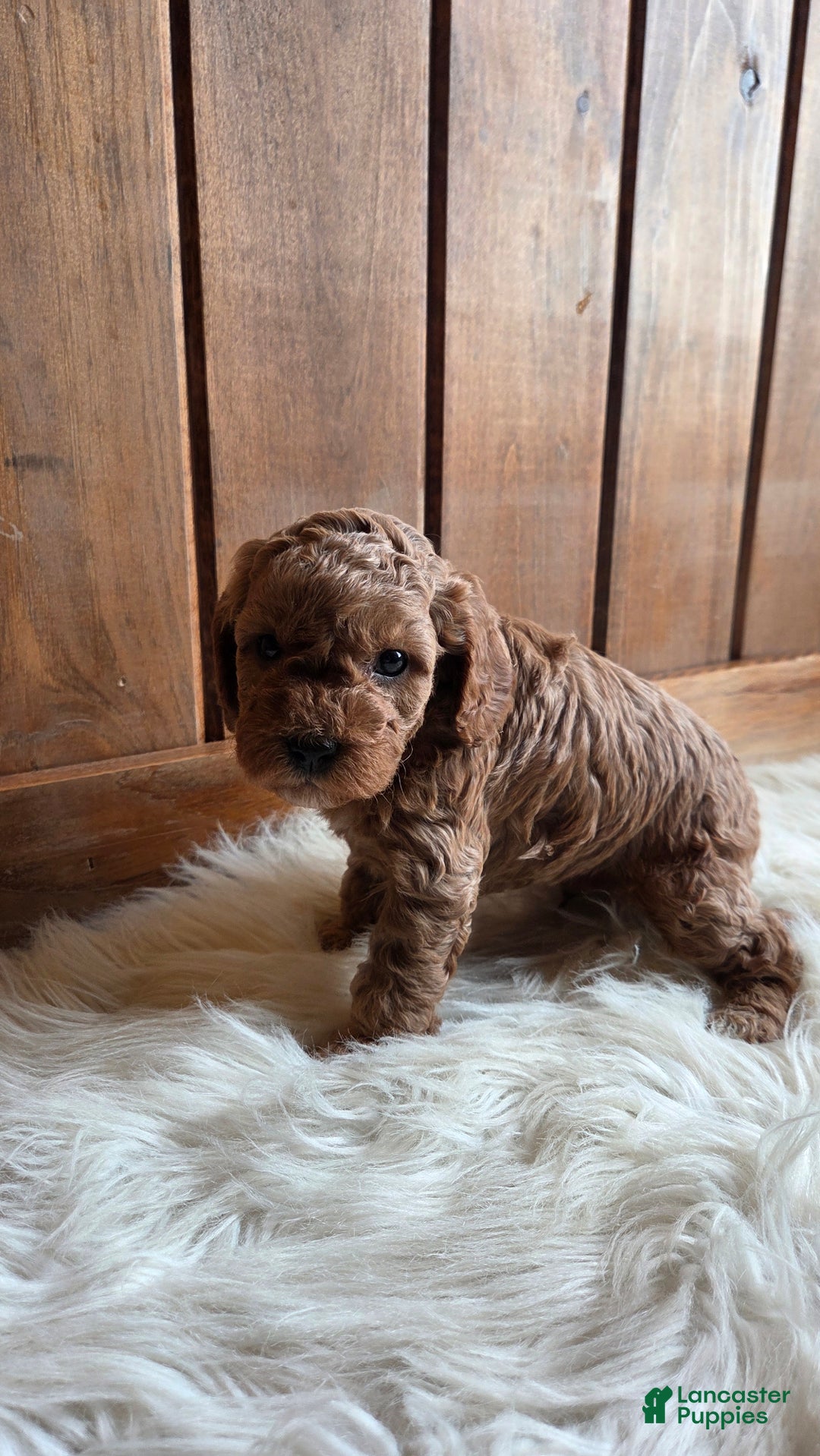 Cavapoo dogs for sale: River - Ad 7