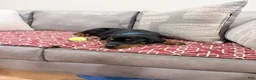 Rottweiler dogs for sale: Blue collar, girl - Ad 7