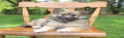 Pomsky dogs for sale: Skye - Ad 3