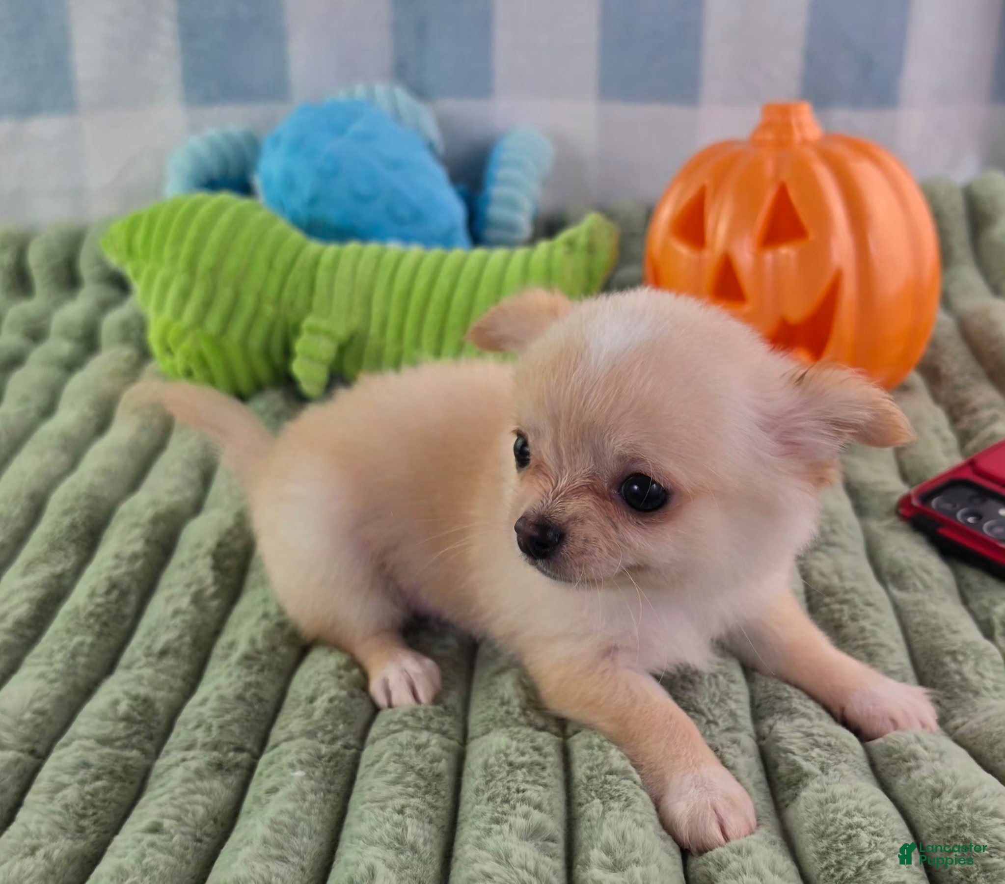 Chihuahua dogs Liam - Ad 2