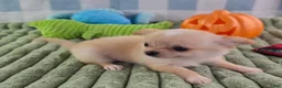 Chihuahua dogs for sale: Liam - Ad 2