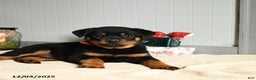 Rottweiler dogs for sale: Truffle   - Ad 2