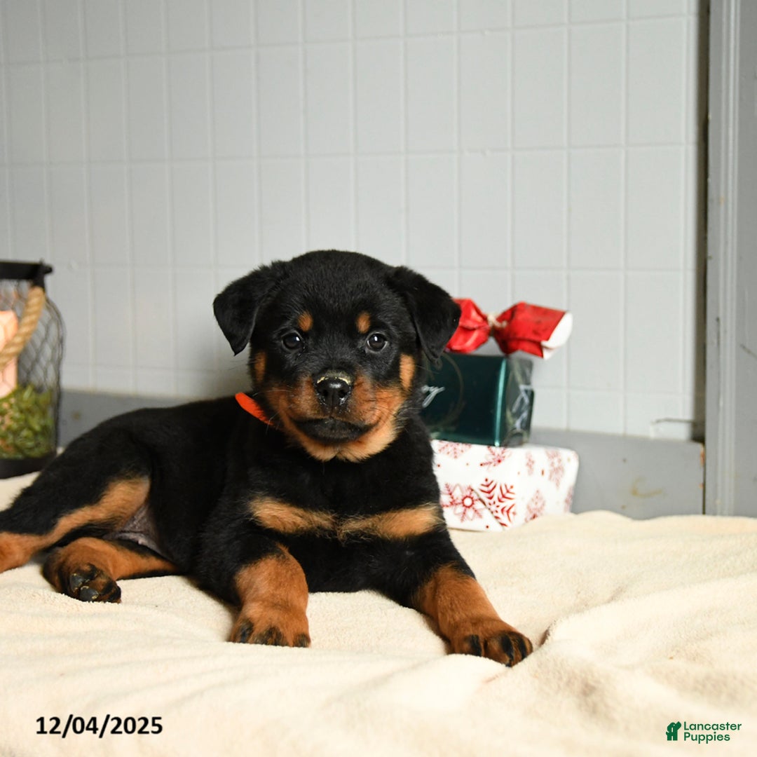 Rottweiler dogs for sale: Truffle   - Ad 2