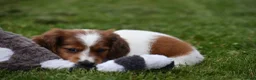 Miniature Dachshund dogs for sale: Cosmo - Ad 3