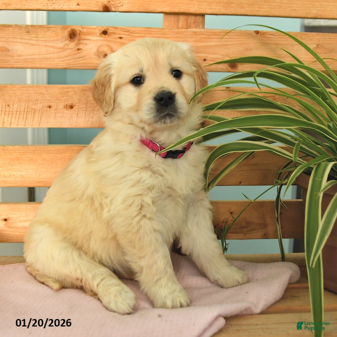 Golden Retriever dogs for sale: Karina - Ad 2