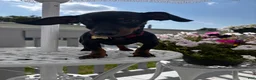 Miniature Dachshund dogs for sale: Miniature Dachshund 1 - Ad 2