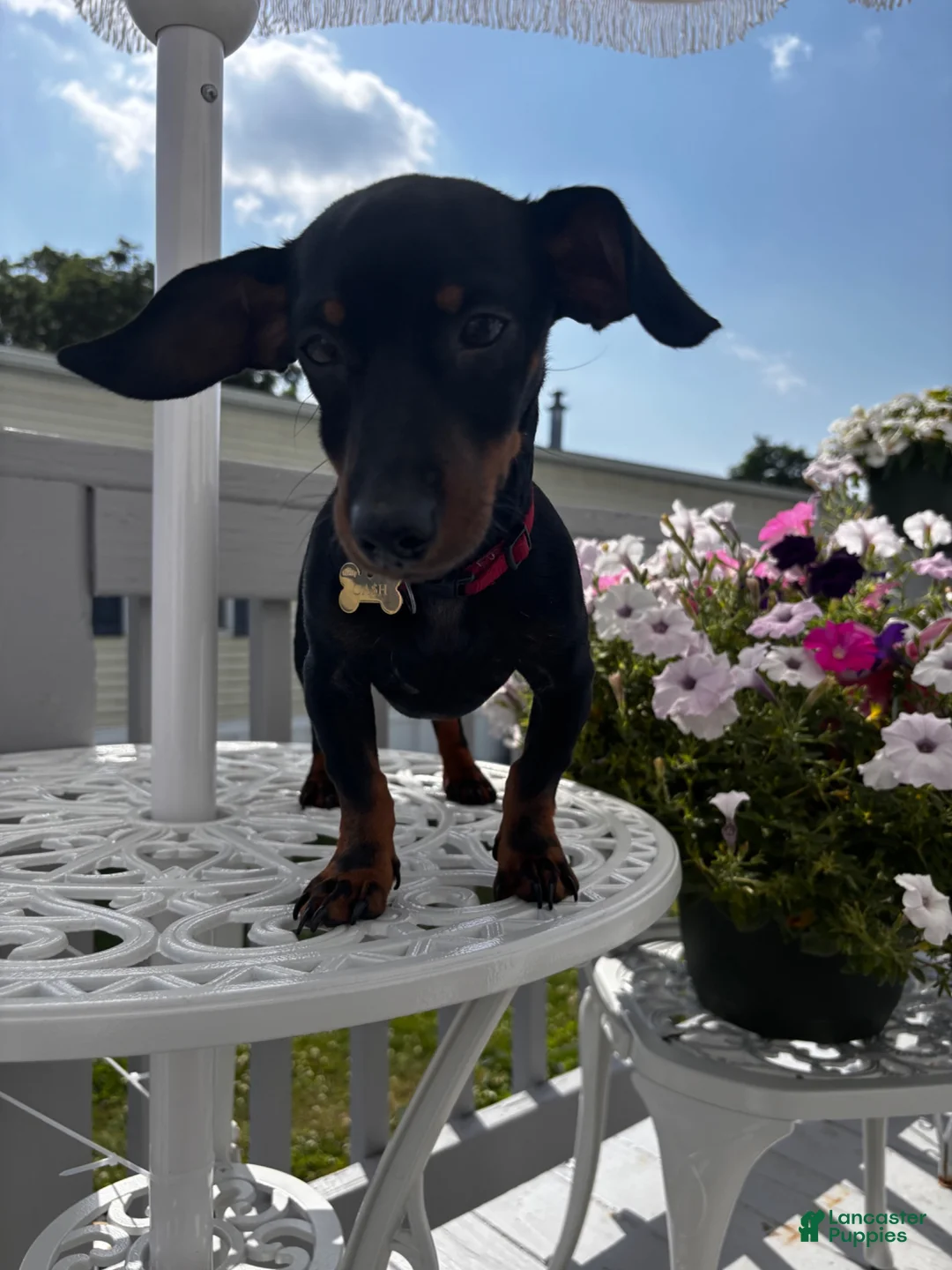 Miniature Dachshund dogs for sale: Miniature Dachshund 1 - Ad 2