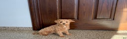 Maltipoo dogs for sale: Sherry - Ad 1