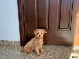 Maltipoo dogs Sherry - Ad 23