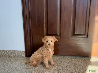 Maltipoo dogs Sherry - Ad 7