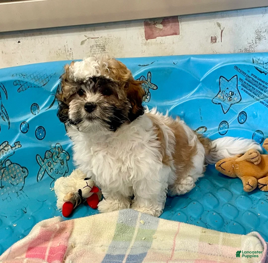 Teddy Bear dogs for sale: Adam - Ad 17